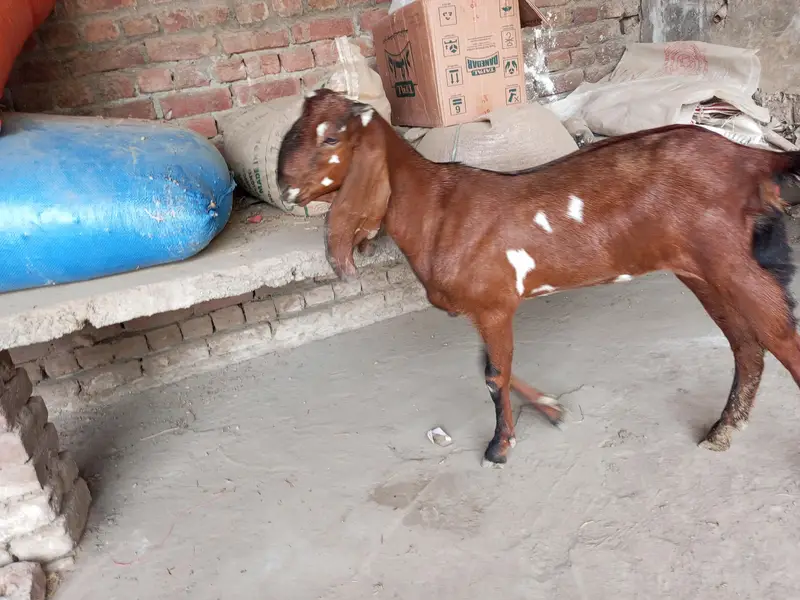 betal goat — photo 5