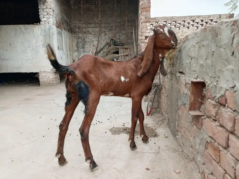 betal goat — photo 6