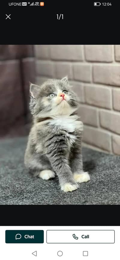 Persian Triple Coated Fluffy Kittens - Punch Face
