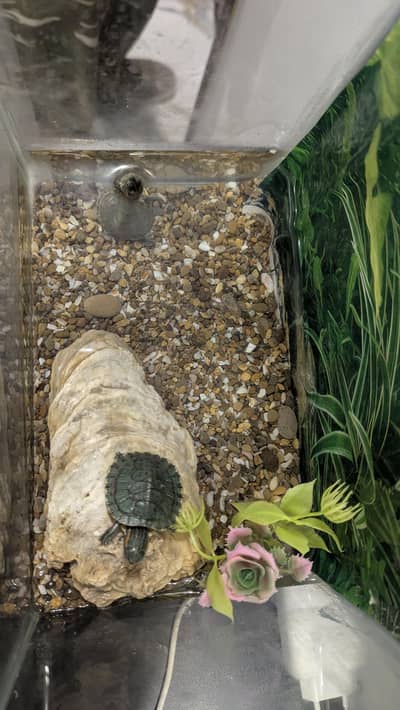 turtle babies for sell