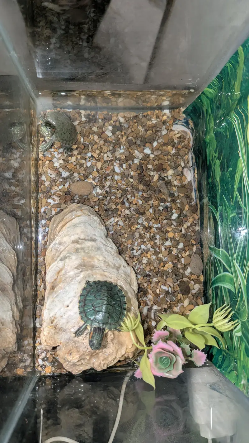 turtle babies for sell — photo 2