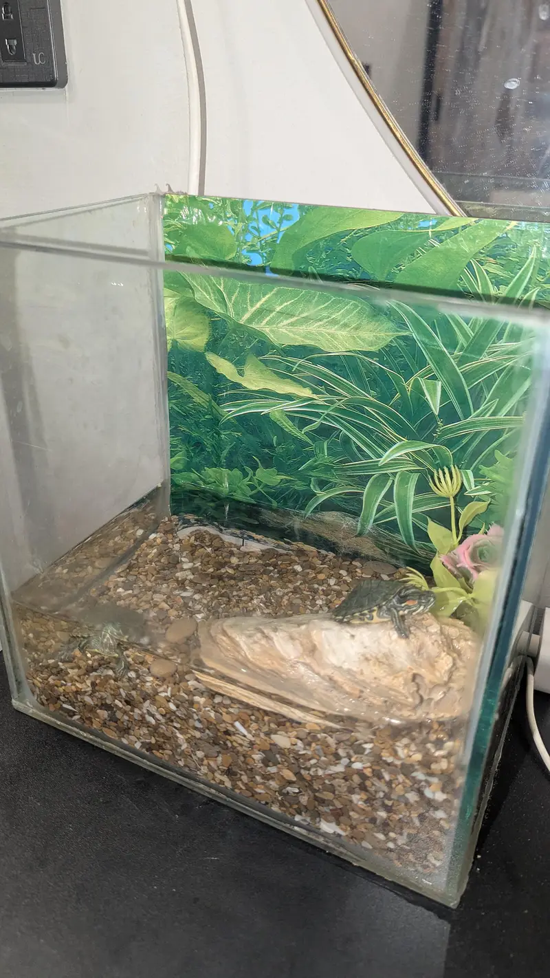 turtle babies for sell — photo 3