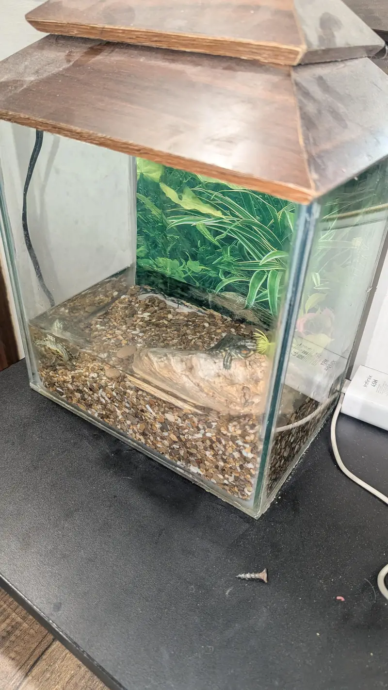turtle babies for sell — photo 4