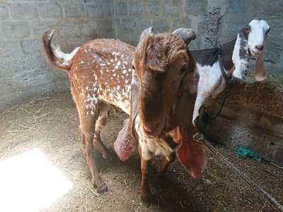Makka Cheena breeder