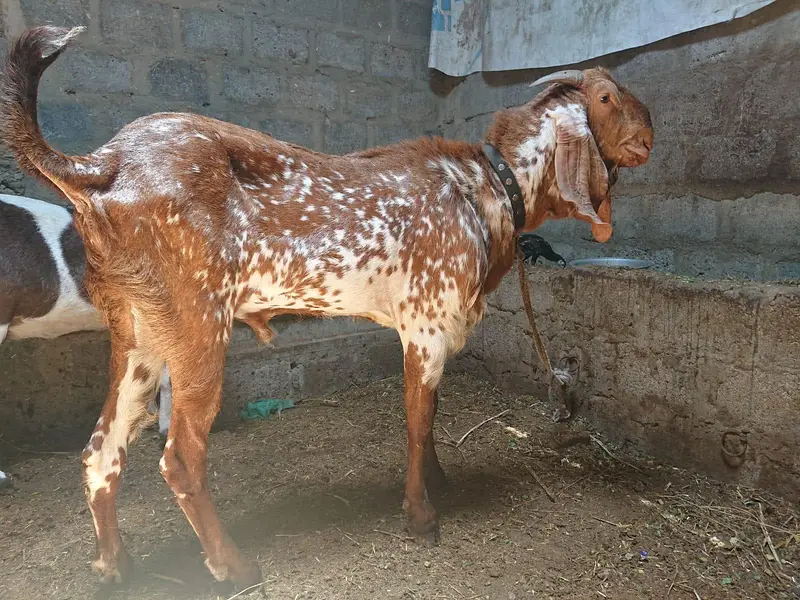 Makka Cheena breeder — photo 2