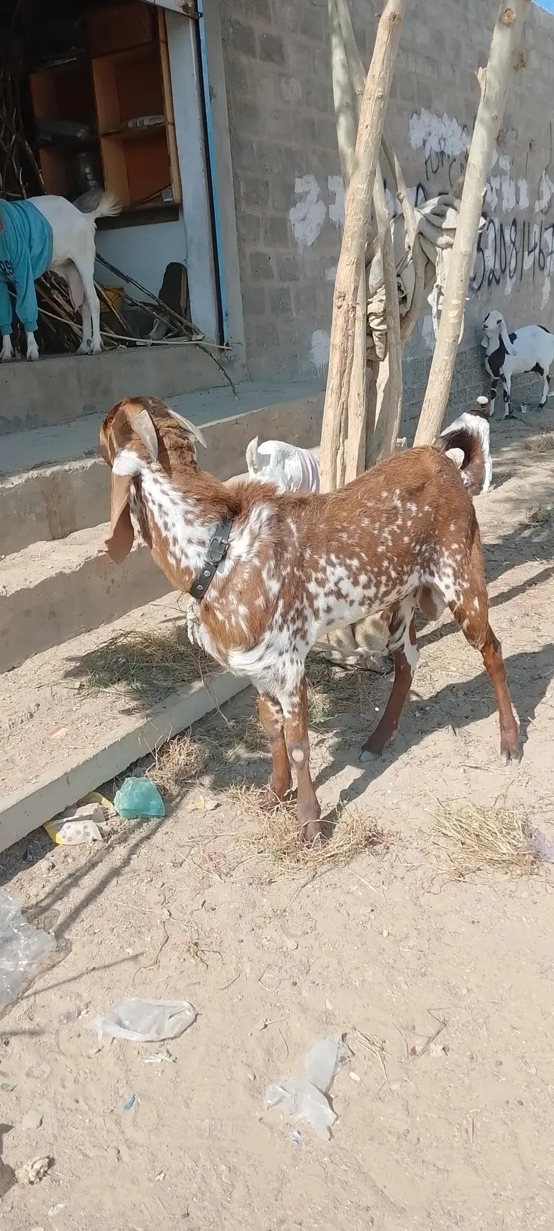 Makka Cheena breeder — photo 3