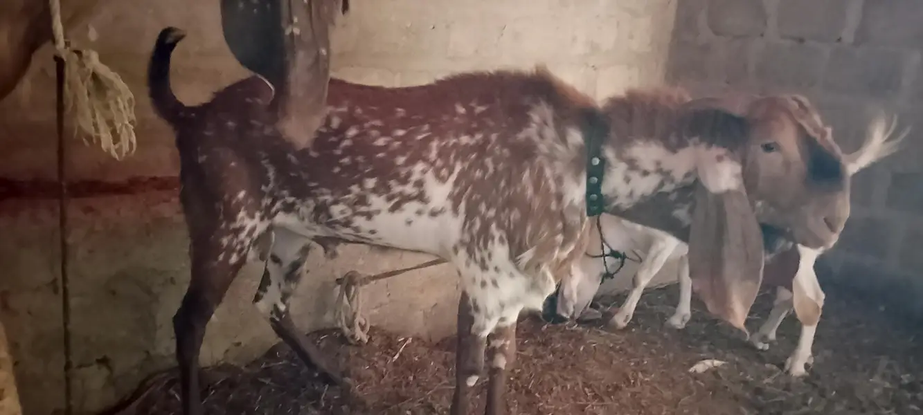 Makka Cheena breeder — photo 4