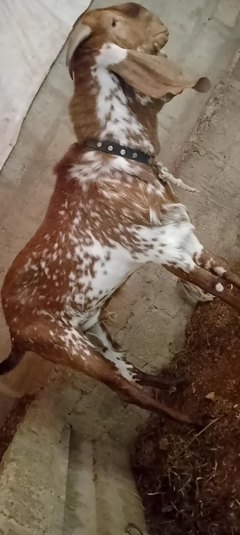 Makka Cheena breeder — photo 5