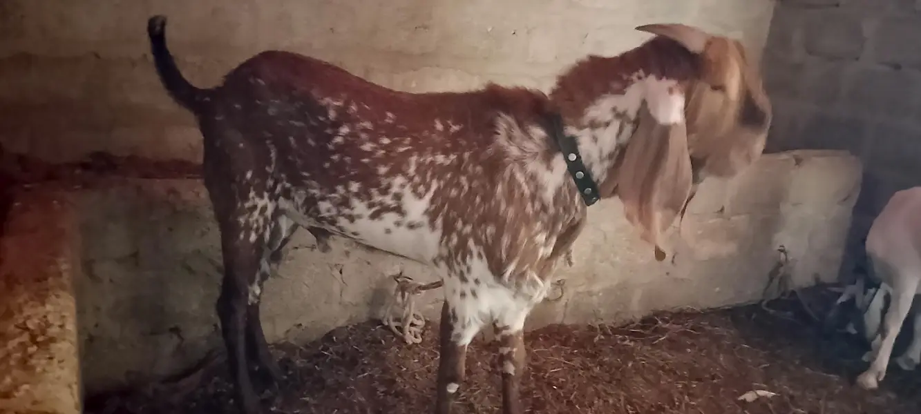 Makka Cheena breeder — photo 6