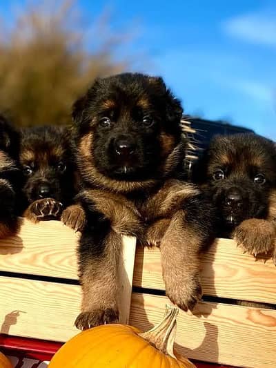 ROYAL BLOODLINE | TOP-QUALITY | GERMAN SHEPHERD Or Exchange possible