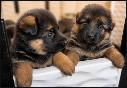 ROYAL BLOODLINE | TOP-QUALITY | GERMAN SHEPHERD FOR SALE AND EXCHANGE