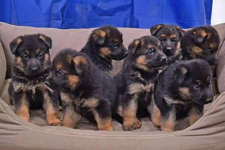 ROYAL BLOODLINE | TOP-QUALITY | GERMAN SHEPHERD FOR SALE AND EXCHANGE