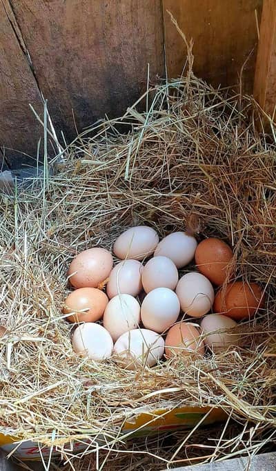 Pure desi eggs