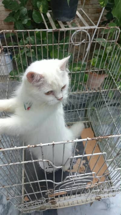 Persian cat double coted