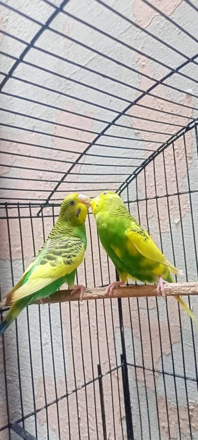 Australian Parrots Budgies Best Size Budgerigar (Bajri) For Sale.