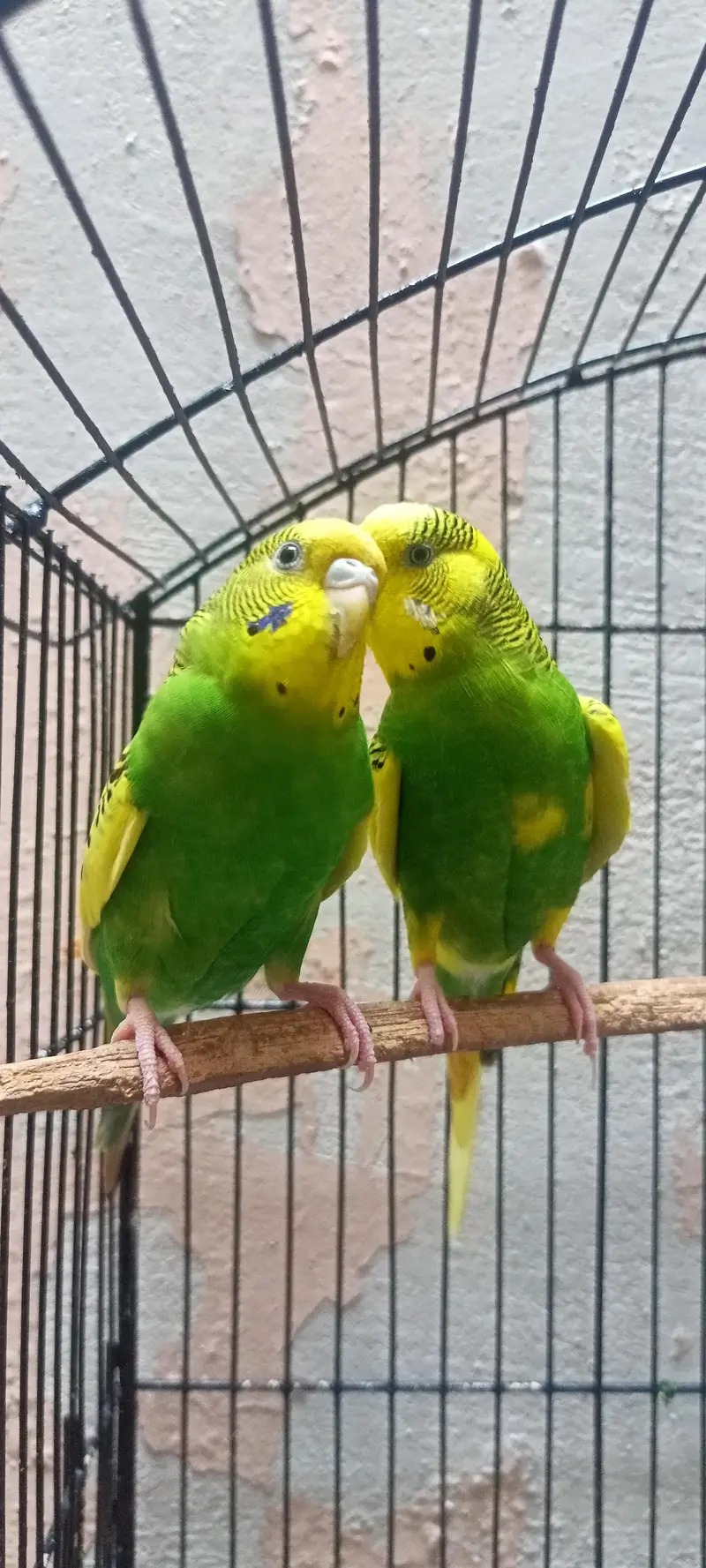 Australian Parrots Budgies Best Size Budgerigar (Bajri) For Sale. — photo 2