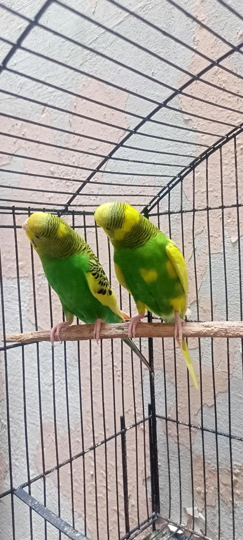 Australian Parrots Budgies Best Size Budgerigar (Bajri) For Sale. — photo 3