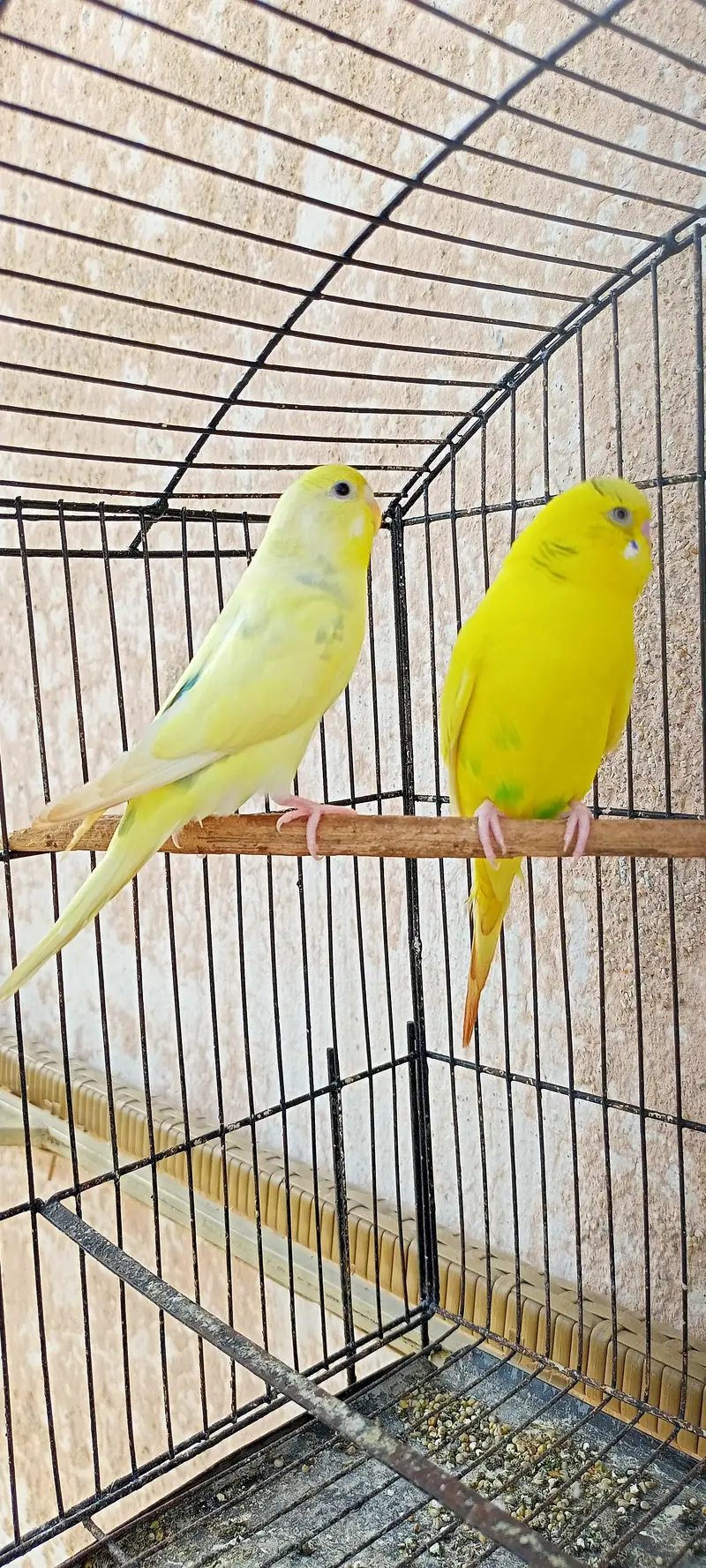 Australian Parrots Budgies Best Size Budgerigar (Bajri) For Sale. — photo 4