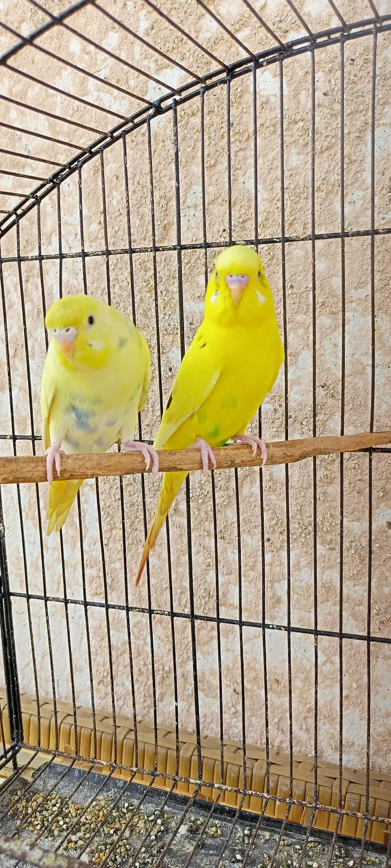 Australian Parrots Budgies Best Size Budgerigar (Bajri) For Sale. — photo 5