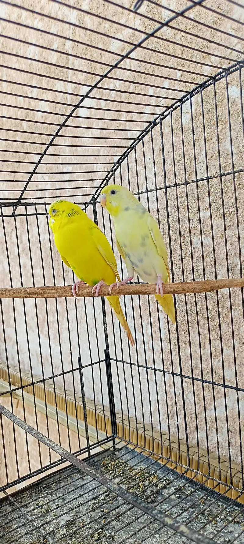 Australian Parrots Budgies Best Size Budgerigar (Bajri) For Sale. — photo 6