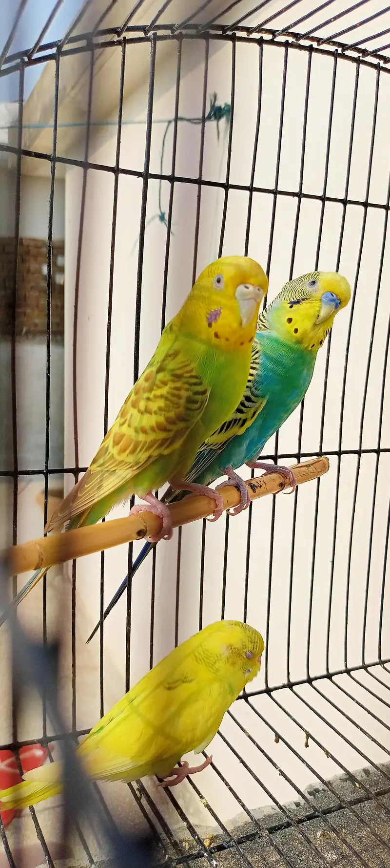 Australian Parrots Budgies Best Size Budgerigar (Bajri) For Sale. — photo 7