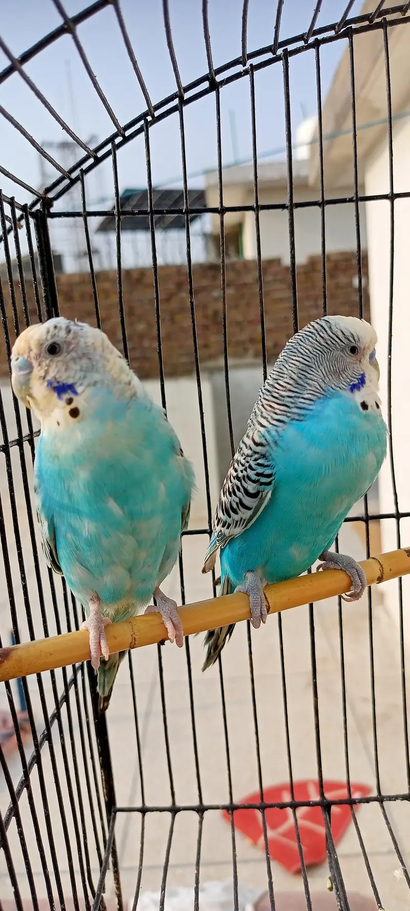 Australian Parrots Budgies Best Size Budgerigar (Bajri) For Sale. — photo 9