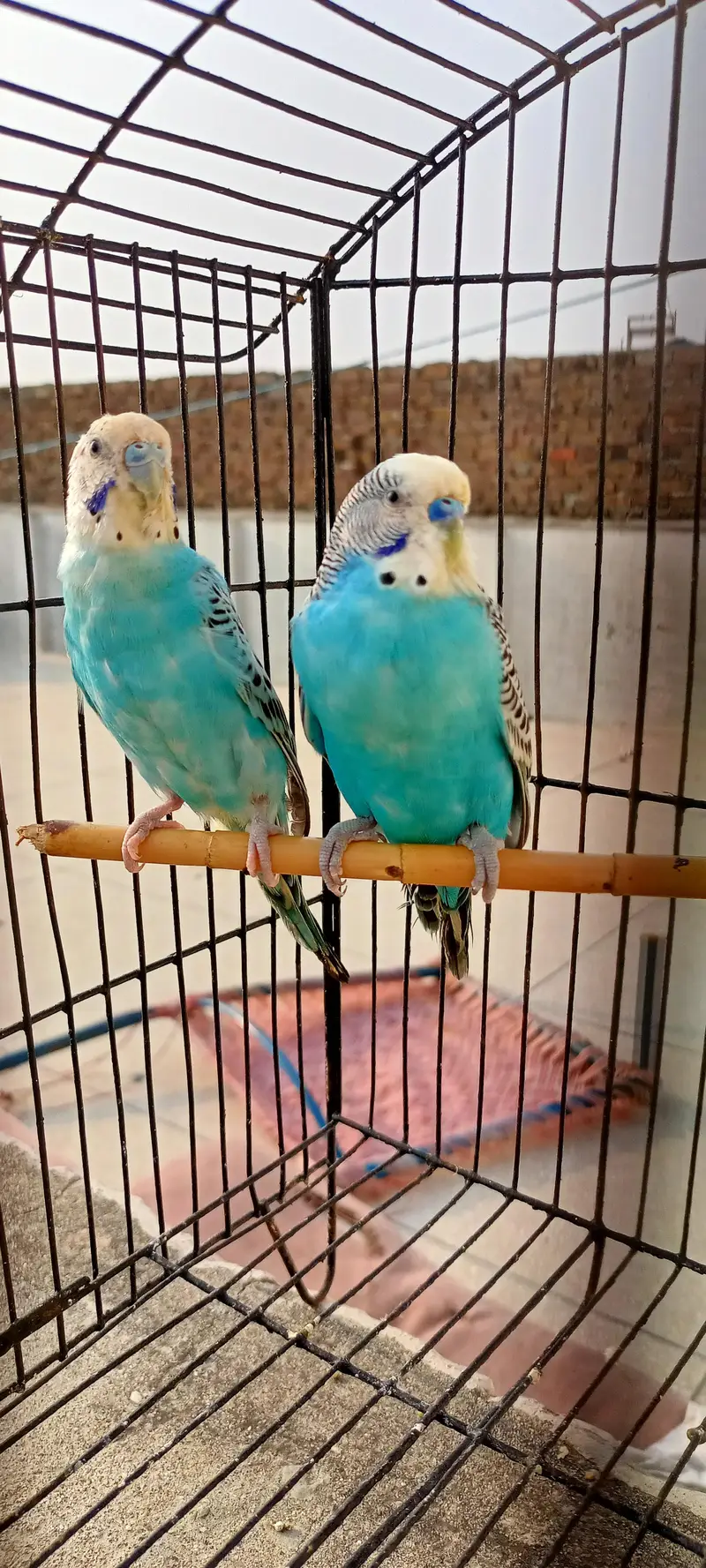 Australian Parrots Budgies Best Size Budgerigar (Bajri) For Sale. — photo 10