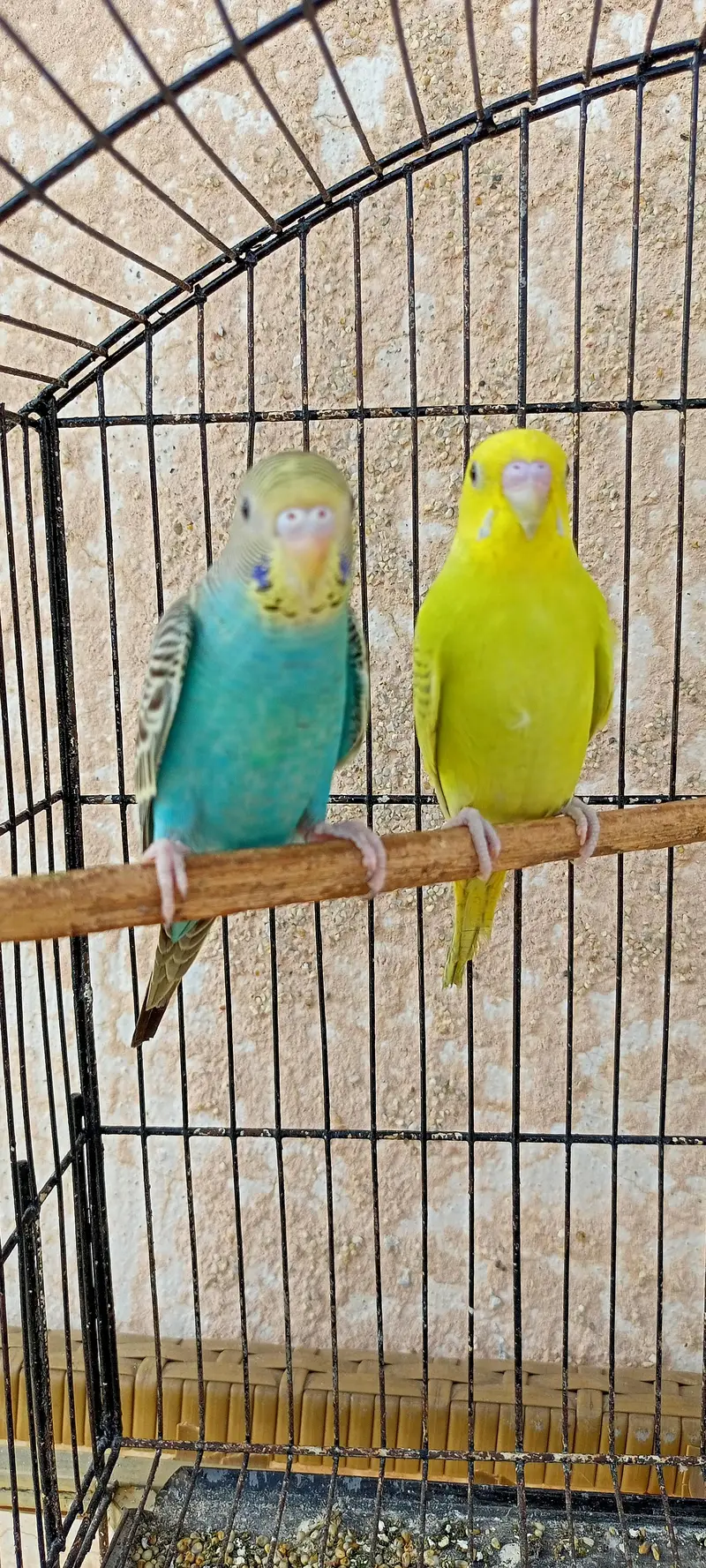 Australian Parrots Budgies Best Size Budgerigar (Bajri) For Sale. — photo 11