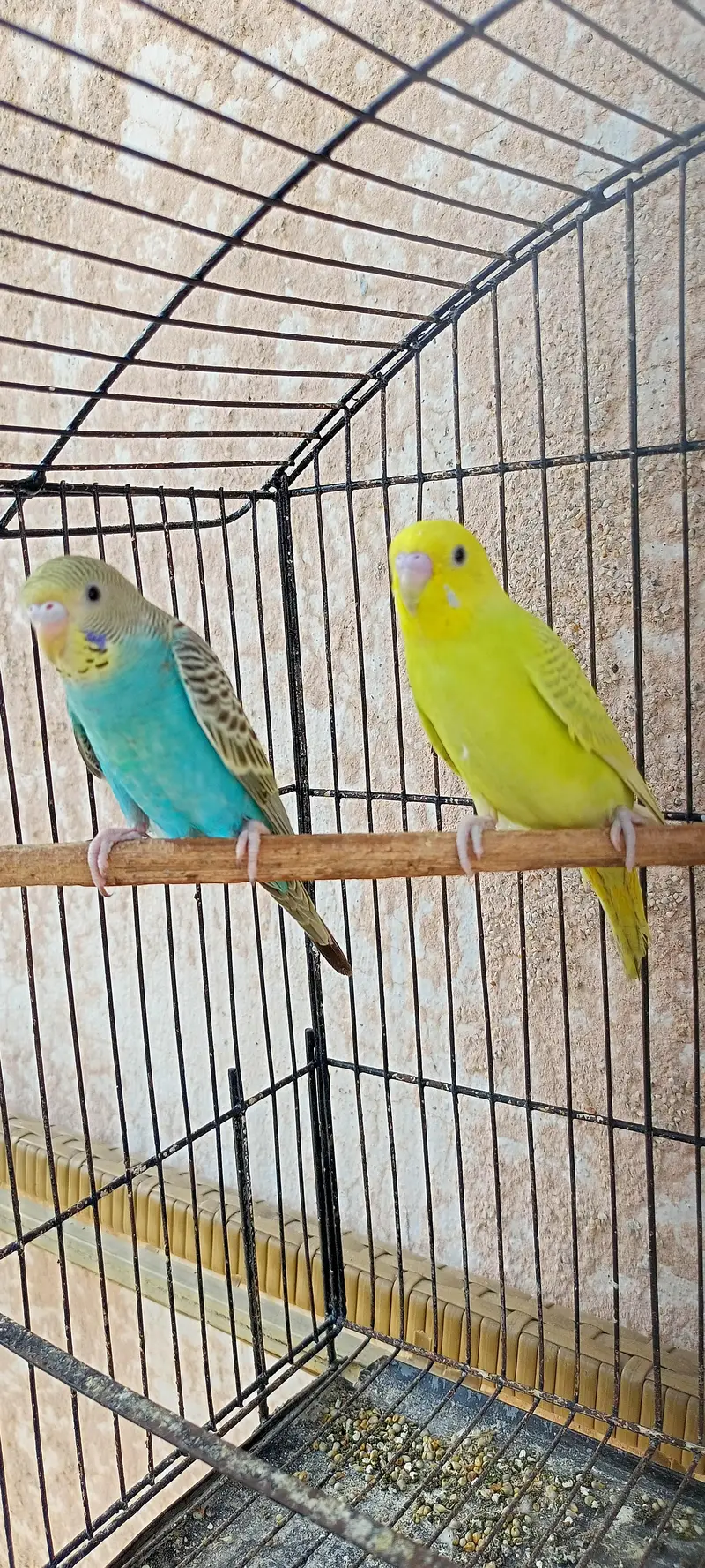 Australian Parrots Budgies Best Size Budgerigar (Bajri) For Sale. — photo 12