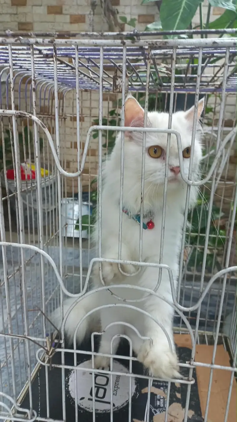 Persian cat double coted — photo 2