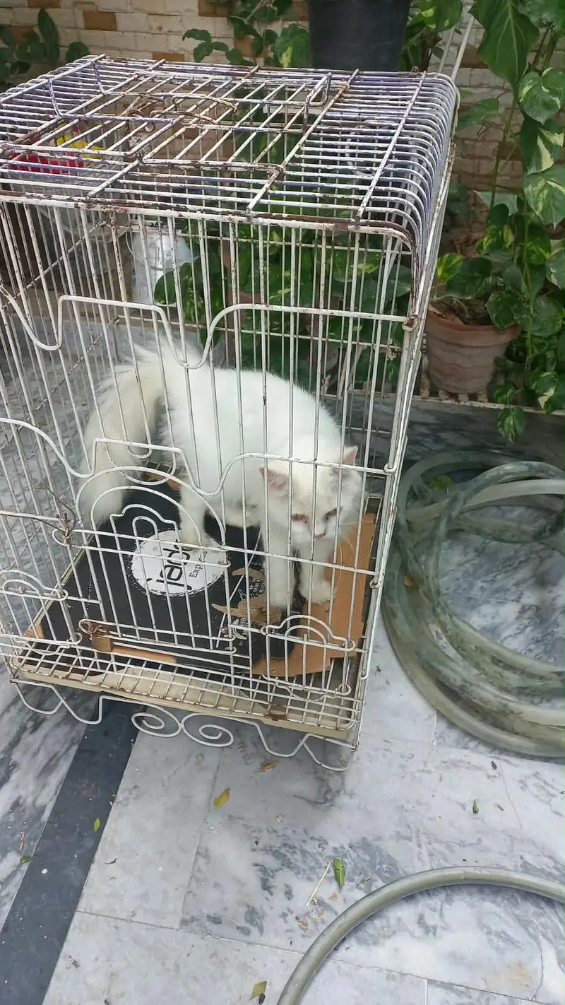 Persian cat double coted — photo 3