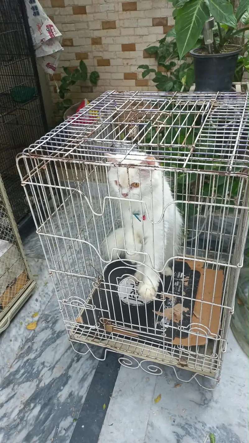 Persian cat double coted — photo 4