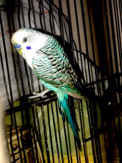 Black wing Male
