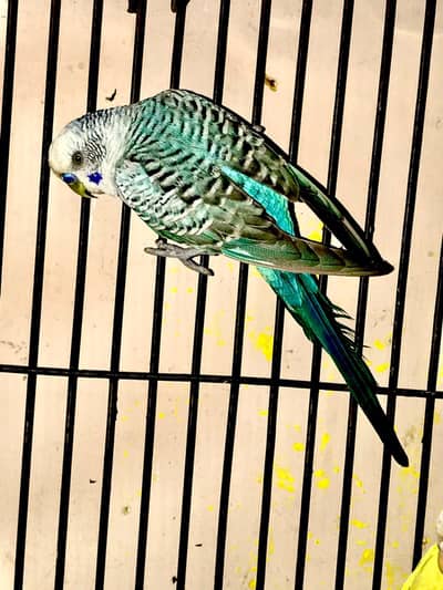 Black wing Male