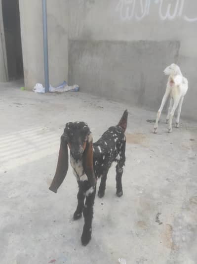 bisar tapra bakra commando print for sale healthy and active