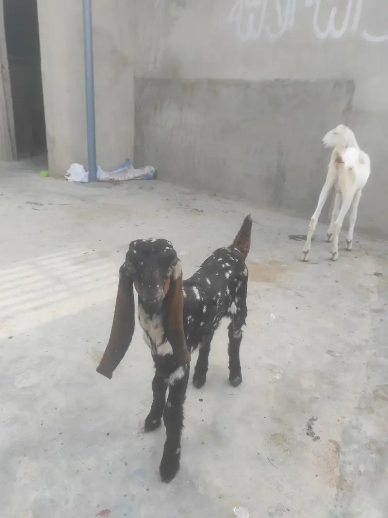 bisar tapra bakra commando print for sale healthy and active