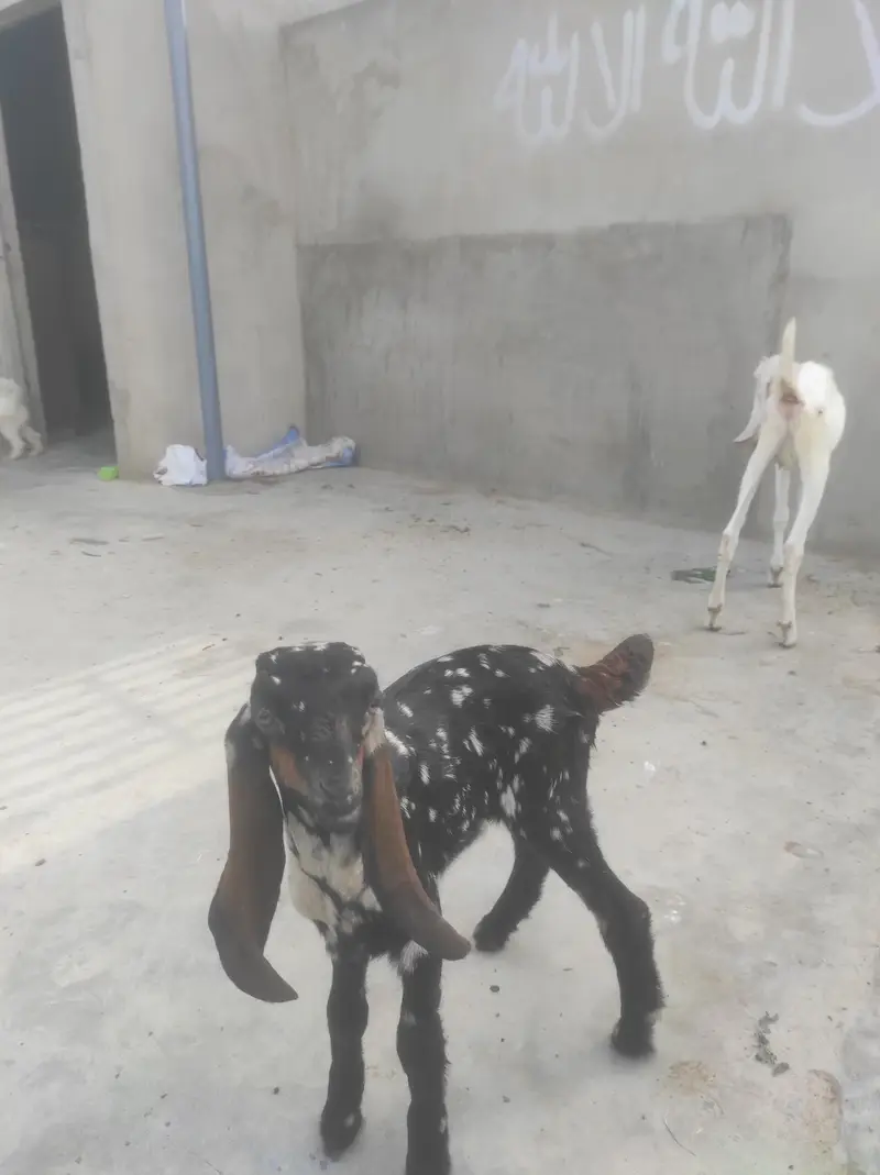bisar tapra bakra commando print for sale healthy and active — photo 2