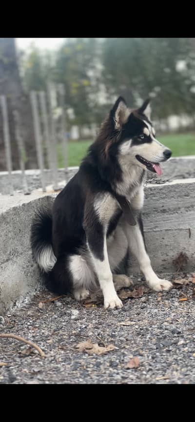 Syberian huskey 3 month baby female