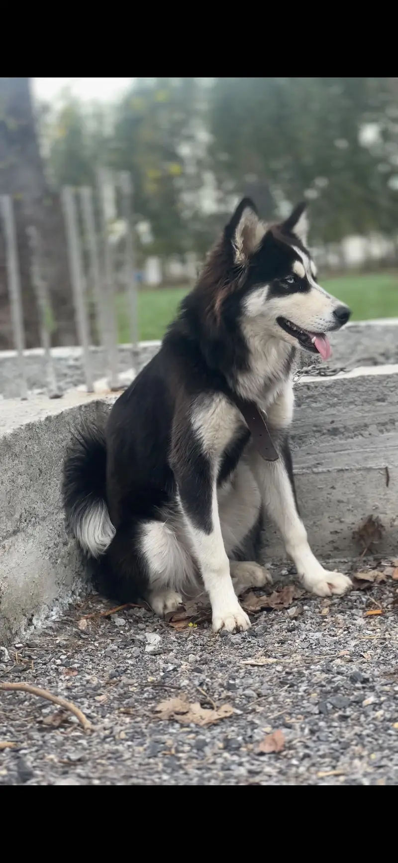 Syberian huskey 3 month baby female