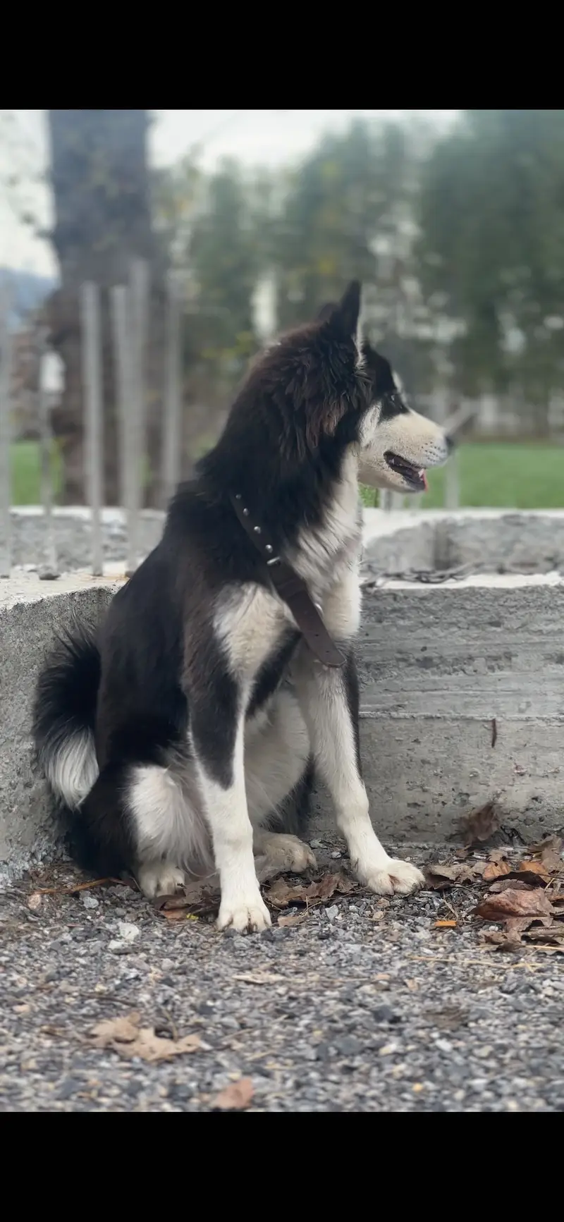 Syberian huskey 3 month baby female — photo 2