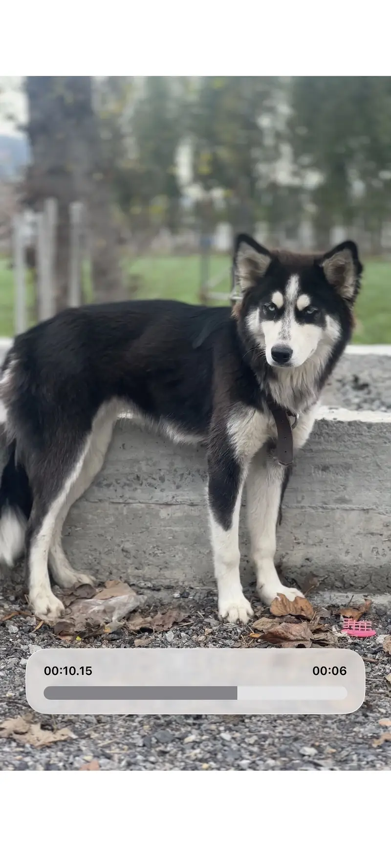 Syberian huskey 3 month baby female — photo 3