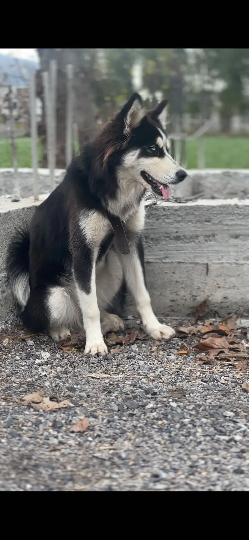 Syberian huskey 3 month baby female — photo 4