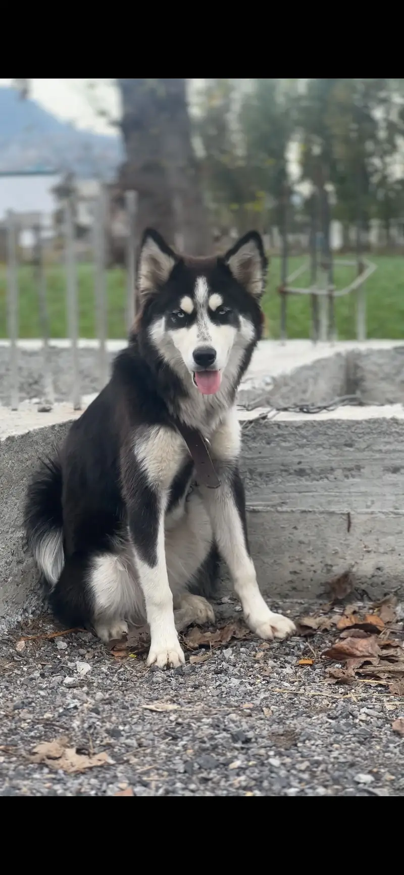 Syberian huskey 3 month baby female — photo 5