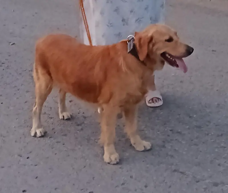 golden retriever pair 20 months old