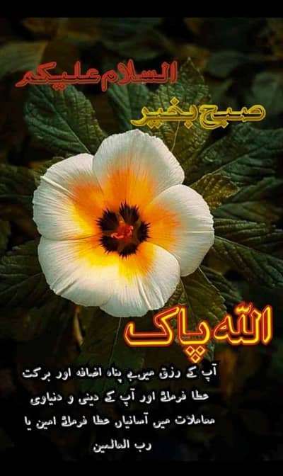 Warid