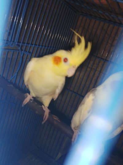 creamxcream pied ready to breed bonded pair
