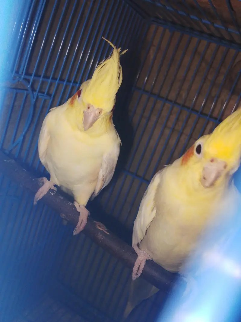 creamxcream pied ready to breed bonded pair — photo 2