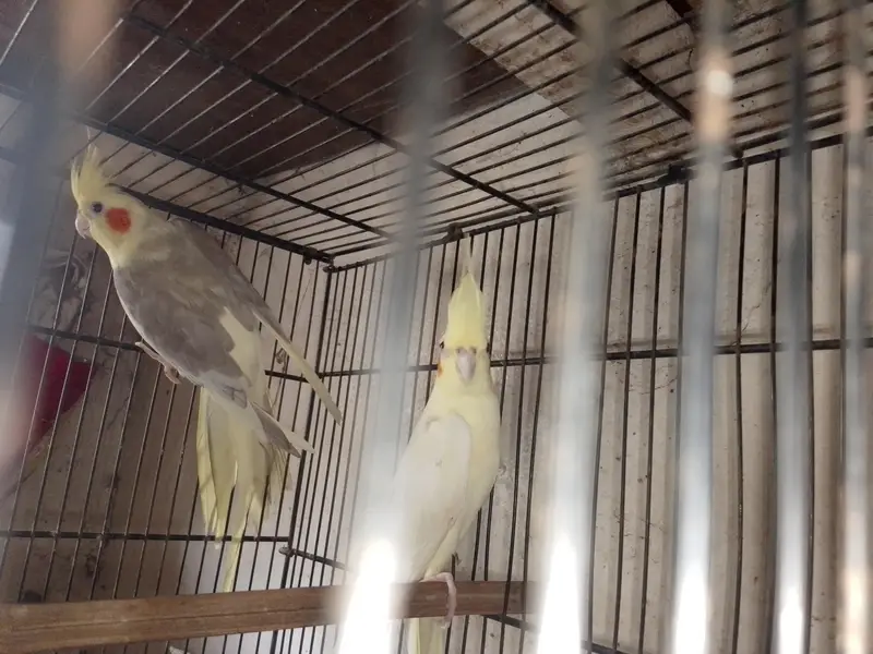 creamxcream pied ready to breed bonded pair — photo 3
