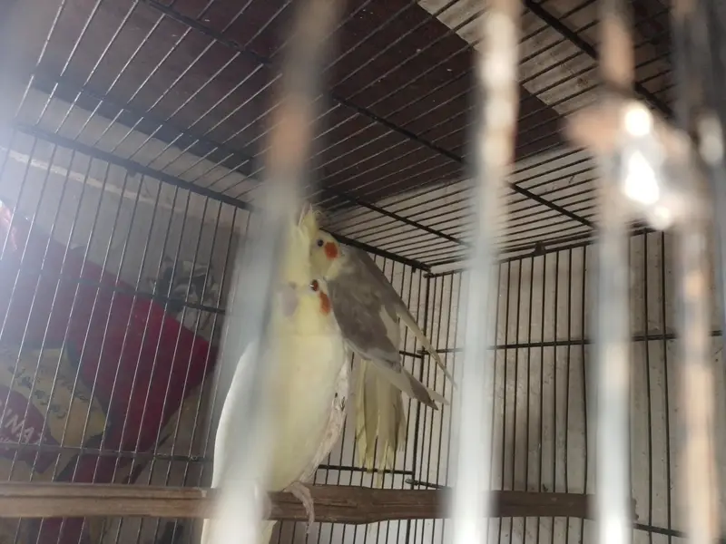 creamxcream pied ready to breed bonded pair — photo 4