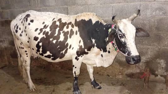 New Cow for Sale